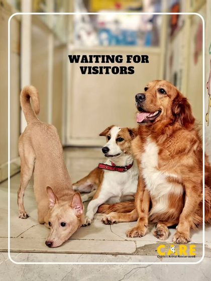 Charlie's Animal Rescue Centre - Community Outreach & Education Our Wonderful Volunteers & Visitors photo 6