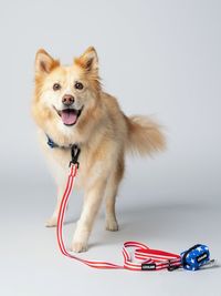 Commercial Pet Product Photography