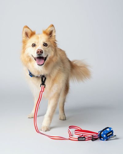 Commercial Pet Product Photography