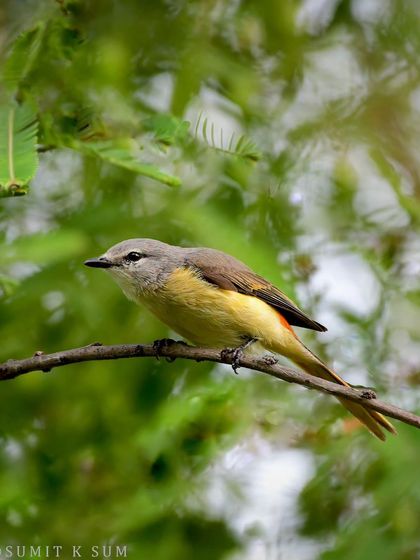 A Small Minivet from Bhondsi, Gurgaon. The male's bright red and black is replaced by the female's subtle yellow and grey, but it's no less beautiful.