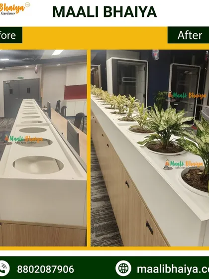 Here is the before and after of an office planter installation. The empty white unit was transformed into a lively green feature. I used Chinese Evergreen plants which are hardy and do well in typical office lighting conditions.