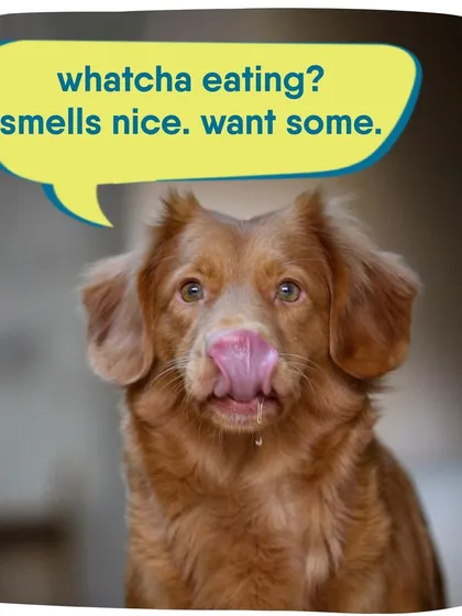 "Whatcha eating? Smells nice. Want some." If our pets could talk, we're pretty sure this would be their most used phrase.