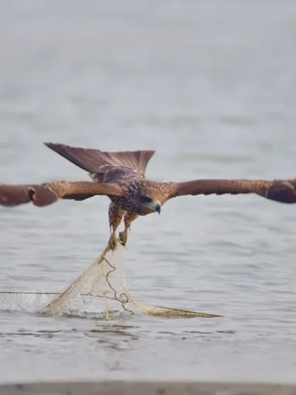 A Black Kite successfully lifting a piece of fishing net from the water, showcasing its opportunistic nature and the unfortunate interaction between wildlife and human waste.