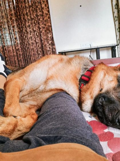 It's okay to take a break. Decompression time is just as important for you as it is for your dog. Our relationship isn't just about training, it's also about relaxing together.