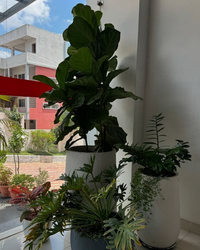 Interior Plant Styling