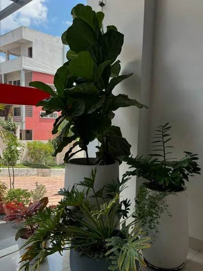A cluster of indoor plants, including a large Fiddle Leaf Fig, brings life to the entrance of the Charkos Institute. The mix of plant sizes and pot shapes creates a dynamic and welcoming green display.
