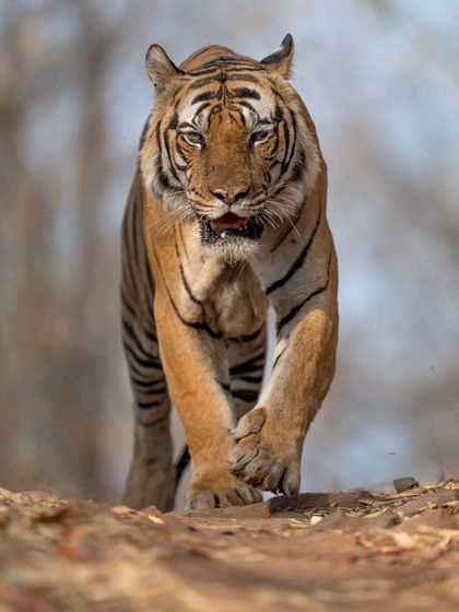 The mighty Mahaman of Bandhavgarh on a non-stop morning walk, a truly unforgettable sighting of this powerful male.