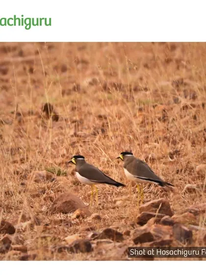 A pair of Yellow-wattled Lapwings on the ground. These birds are known for their distinctive calls and are often found in the open, grassy areas of our farms.