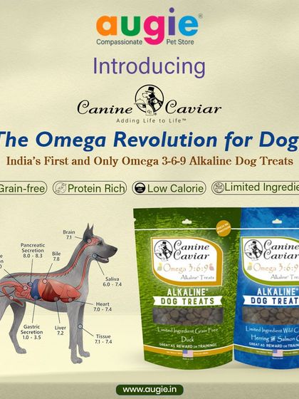 Augie Pets - Pet Supplies Fuel for Happy Hounds: Wholesome Dog Nutrition photo 23