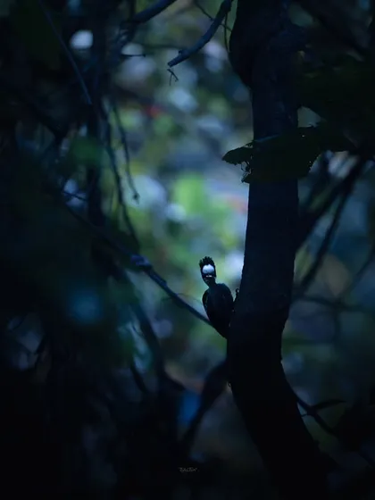 A Heart-spotted Woodpecker peeks out from behind a tree trunk, its crest illuminated in the dark forest.