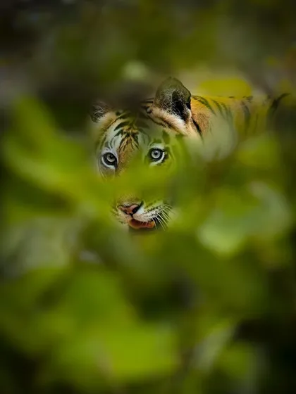This is the tigress Tara, peeking through a curtain of green leaves. Her blue eyes, a distinctive feature, stand out against the foliage. This shot required patience, waiting for her to look directly at my lens from her hiding spot in Bandhavgarh.
