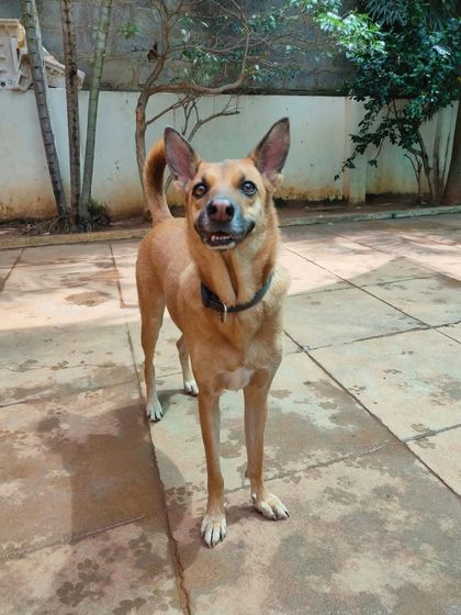 Stay - Dog Daycare Happy Faces of Stay photo 31