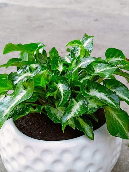 Multiplex Urban Green - Landscape & Garden Services Vertical Gardens & Office Greenery photo 21