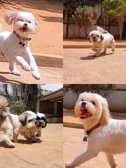 Pure happiness in motion! We love seeing our guests, like these playful Shih Tzus, frolicking and making friends in our open, secure yard. It’s all part of the stay experience we provide for every dog.