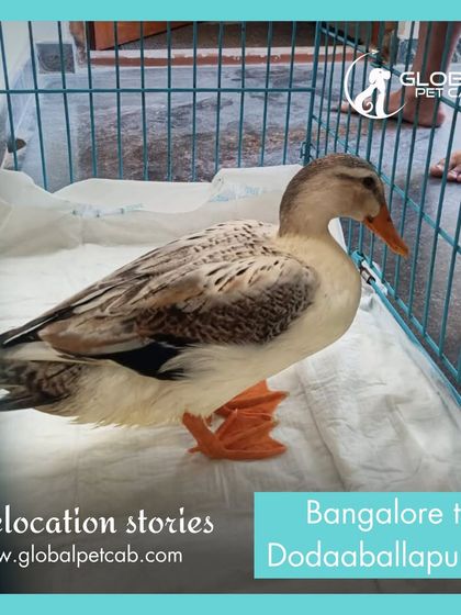 Global Pet Cab - Domestic Pet Relocation By Road: Your Private Pet-Friendly Cab photo 6