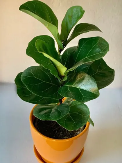 A young Fiddle Leaf Fig in a bright orange pot. Even a small one can grow into a magnificent statement piece for your home.
