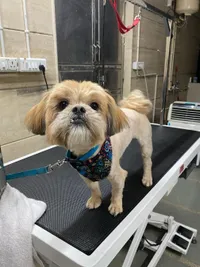 Therapeutic & Corrective Grooming