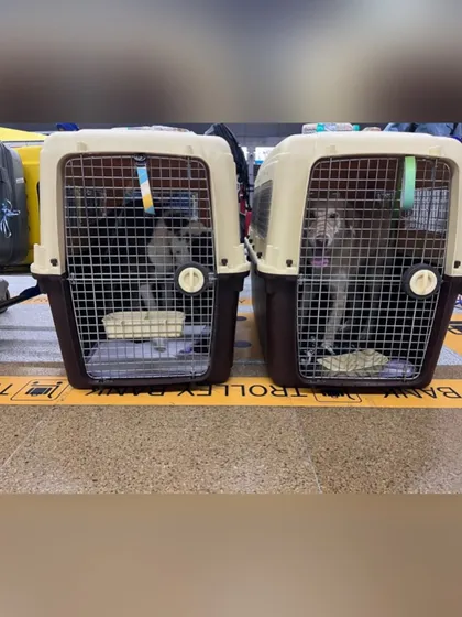 Alexa and Kathy in their respective travel crates, ready for their flight to Toronto. When traveling together, I ensure each pet has their own IATA-compliant crate for safety and comfort.