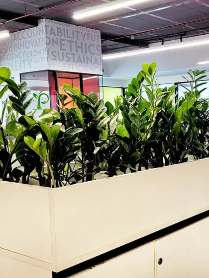 Planters placed on top of office cabinets are an excellent way to add greenery without using floor space. Here, a row of robust ZZ plants creates a healthy green barrier between workstations.