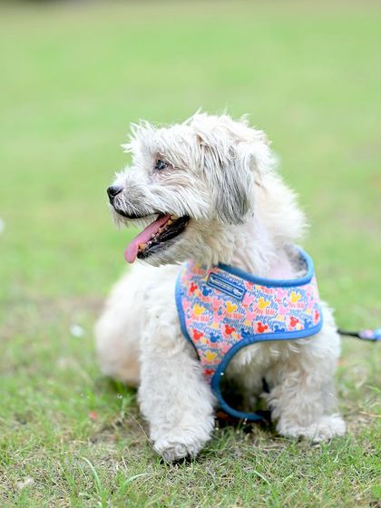 Vishal Diwan - Family & Milestone Photography Outdoor & Lifestyle Shoots photo 12