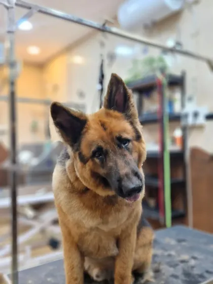 Mamppi Deb - Pet Grooming & Styling Golden Retriever & Large Breed Grooming photo 5