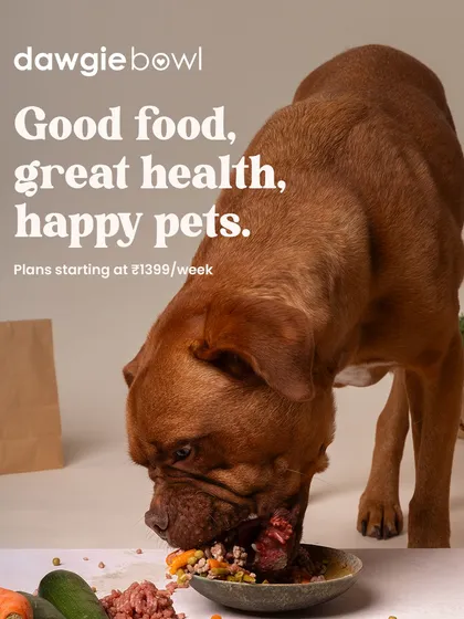 Good food, great health, happy pets. It’s a simple formula that I follow for every meal I prepare. This dog is enjoying a bowl full of fresh, wholesome ingredients that lead to a vibrant, joyful life.