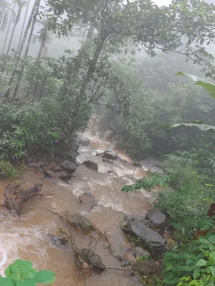 A muddy stream flowing through the forest during the heavy monsoon, showing the raw beauty of the season.