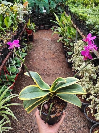 A stunning variegated Phalaenopsis orchid, held up to show its beautiful leaf pattern against the backdrop of our nursery.