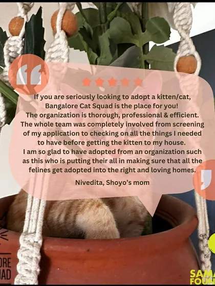 A five-star review from Shoyo's mom, Nivedita. She highlights our thorough and professional process, which ensures all our felines get adopted into the right loving homes.