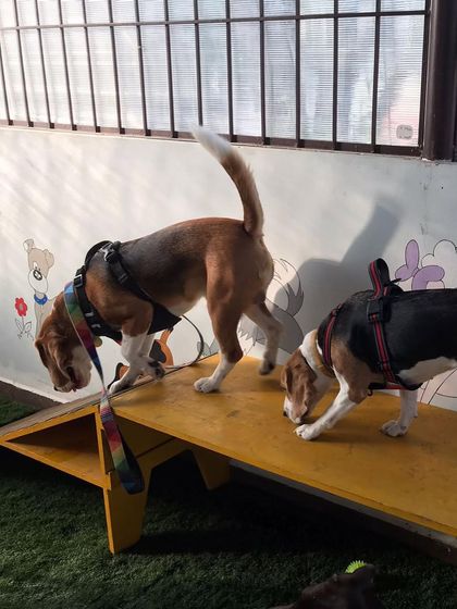 Deepthi - Dog Training & Behavior Modification Community & Group Activities photo 35