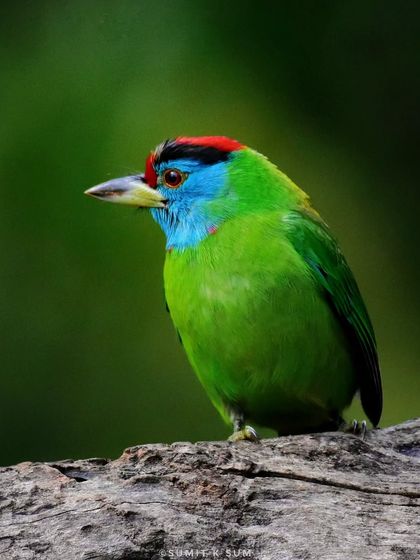 A Blue-throated Barbet on a textured log, its bright colours popping against the dark wood and green background.