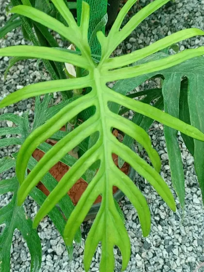 The Philodendron elegans is known for its unique, deeply lobed leaves that resemble a skeleton's ribcage. This rare and fast-growing aroid is a must-have for enthusiasts looking for unusual leaf shapes.