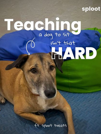 Teaching a dog to sit doesn't have to be hard. This series of images breaks down the simple "lure" method using one of our tasty treats.