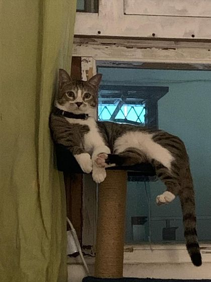 Mister Trooper, back again and claiming his favorite spot. He loves to people-watch from the window overlooking the market.