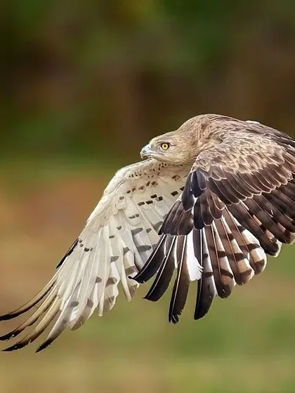 A fantastic sequence of a Short-toed Snake Eagle in flight. These images capture various wing positions and the incredible grace of the bird as it soars, perfect for motion analysis or simply appreciating its beauty.