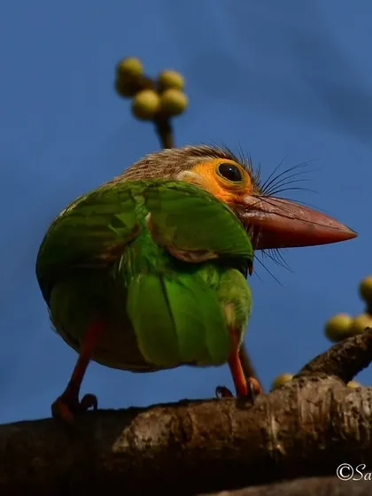 A quirky, over-the-shoulder look from a Brown-headed Barbet.