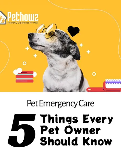 Being prepared for an emergency is one of the most important parts of pet ownership. We provide essential knowledge for pet emergency care, ensuring you have the confidence to act quickly and effectively when it matters most.