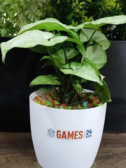 A Syngonium plant with broad leaves, another option provided for the Games 24x7 corporate gift order.