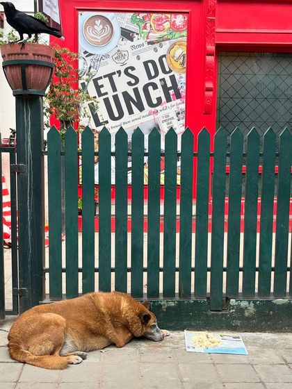 Road To Trail Club - Road Running Coaching (10k to Marathon) Our Pack: The Dog-Friendly Running Club photo 24