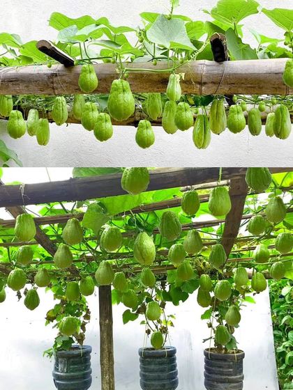 We love using fresh, organic vegetables like this squash, grown just like it is back home. It's used in our simple boiled vegetable stews.