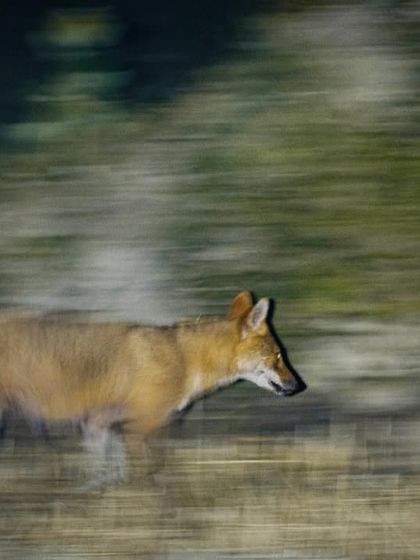 We used a panning technique with a slow shutter speed to capture the motion of this golden jackal during a night drive in Gurgaon.