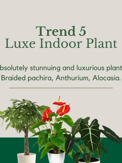 Trend 5: Luxe Indoor Plants. For a touch of elegance, I suggest stunning plants like the Braided Pachira (Money Tree), Anthurium with its glossy flowers, or the dramatic Alocasia.