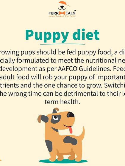 When should you switch from puppy to adult dog food? This guide explains how breed size, neutering, and growth stages affect the timing, ensuring your dog gets the right nutrition at the right time.