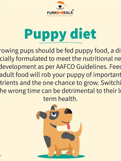 This extensive library of educational content covers everything a pet parent needs to know, from the benefits of turmeric and moringa to tips for hydration, sleep, dental health, and raising a new puppy.