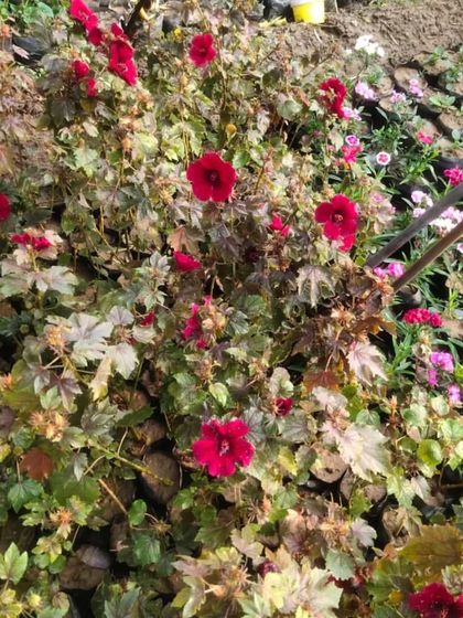 A patch of red Cranberry Hibiscus in the nursery. Their deep red flowers and maple-like leaves are very attractive.