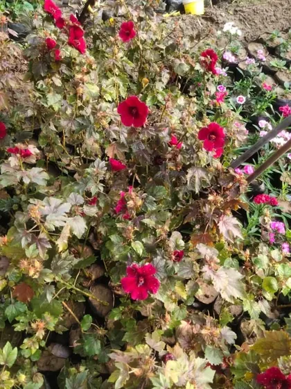 A patch of red Cranberry Hibiscus in the nursery. Their deep red flowers and maple-like leaves are very attractive.