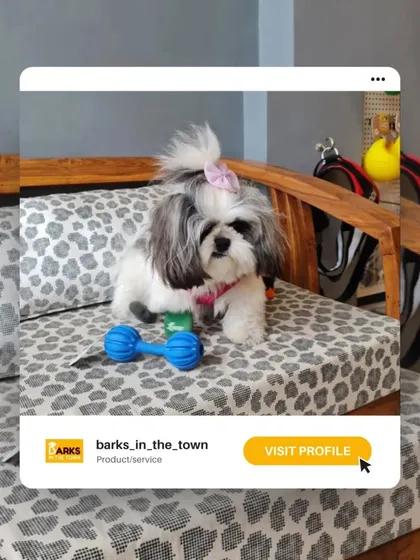 One of our cute clients, a Shih Tzu with a stylish top knot, relaxing in our salon. We also offer accessories to complete their new look.