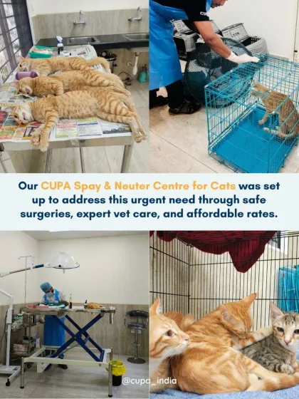 Cupa - Spay/Neuter & Animal Birth Control Our Cat Sterilization Program (TNR) photo 8