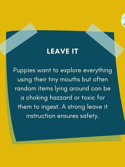 Furry Story - Pet Sitter & Home Boarder Training Starting Strong: Puppy Care & Socialization photo 13