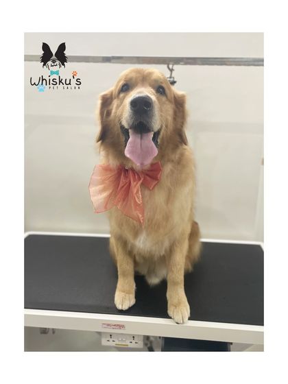 Furrybells Pet Grooming - Pet Grooming (Dogs & Cats) Breed-Specific Dog Styles photo 23